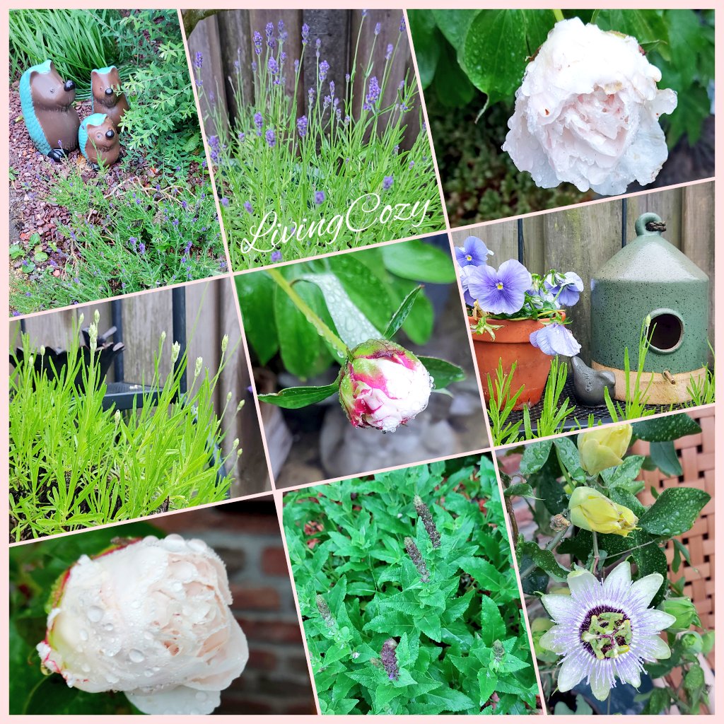 LivingCozy's tweet image. Thanks beautiful Spring for all your love, colors, flowers and blessings! 
🍃👼🩷🏡🩷👼🍃
📸 LivingCozyHome&amp;amp;Garden
#GoodByeSpring