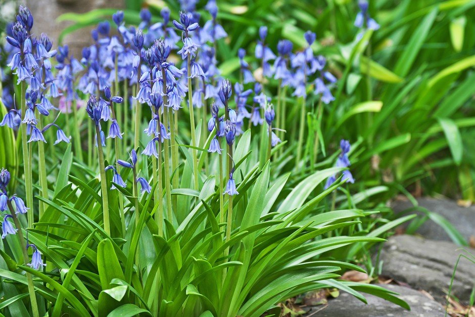 ninasmile2280's tweet photo. Have you seen bluebells in bloom? 🌸✨ They turn the yard into a fairy tale! 💙🌿 Nothing beats a field of bluebells swaying in the breeze. 🌬️🌼 Nature’s way of saying, enjoy the simple things. 😊🌸  #BluebellBeauty #SpringVibes #NatureLover #cruelsummer #LoveIsland #USA https://t.co/336y3KCrGJ