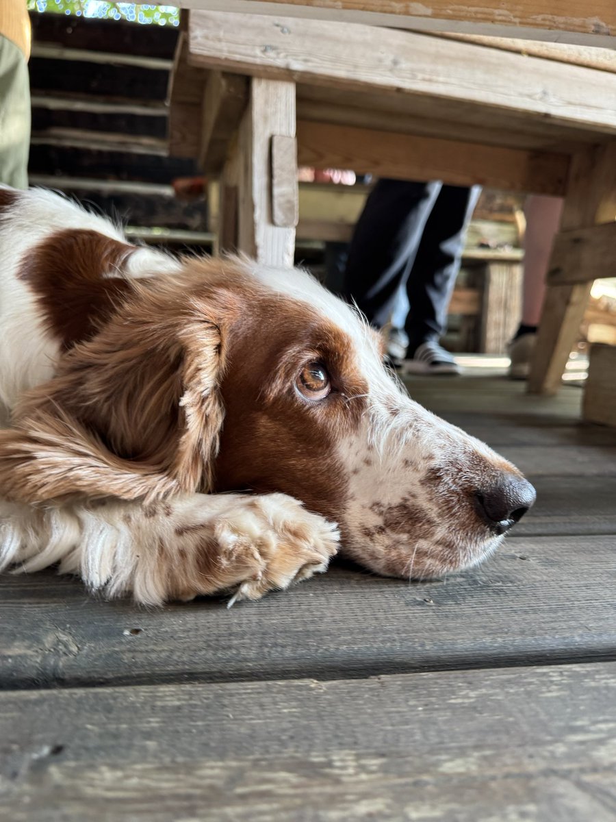 beatrice (& 🌈 benedick) tweet media