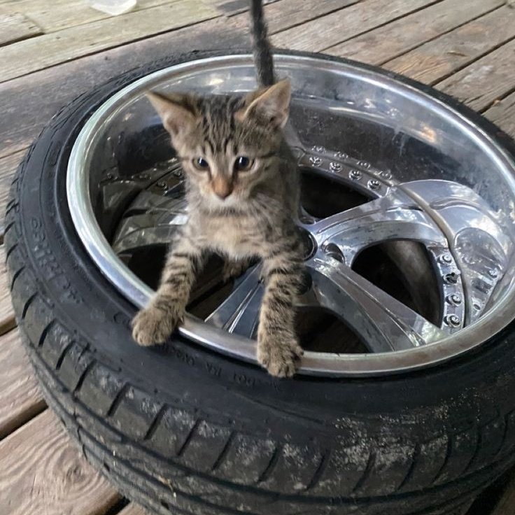 kittenstappn's tweet image. 