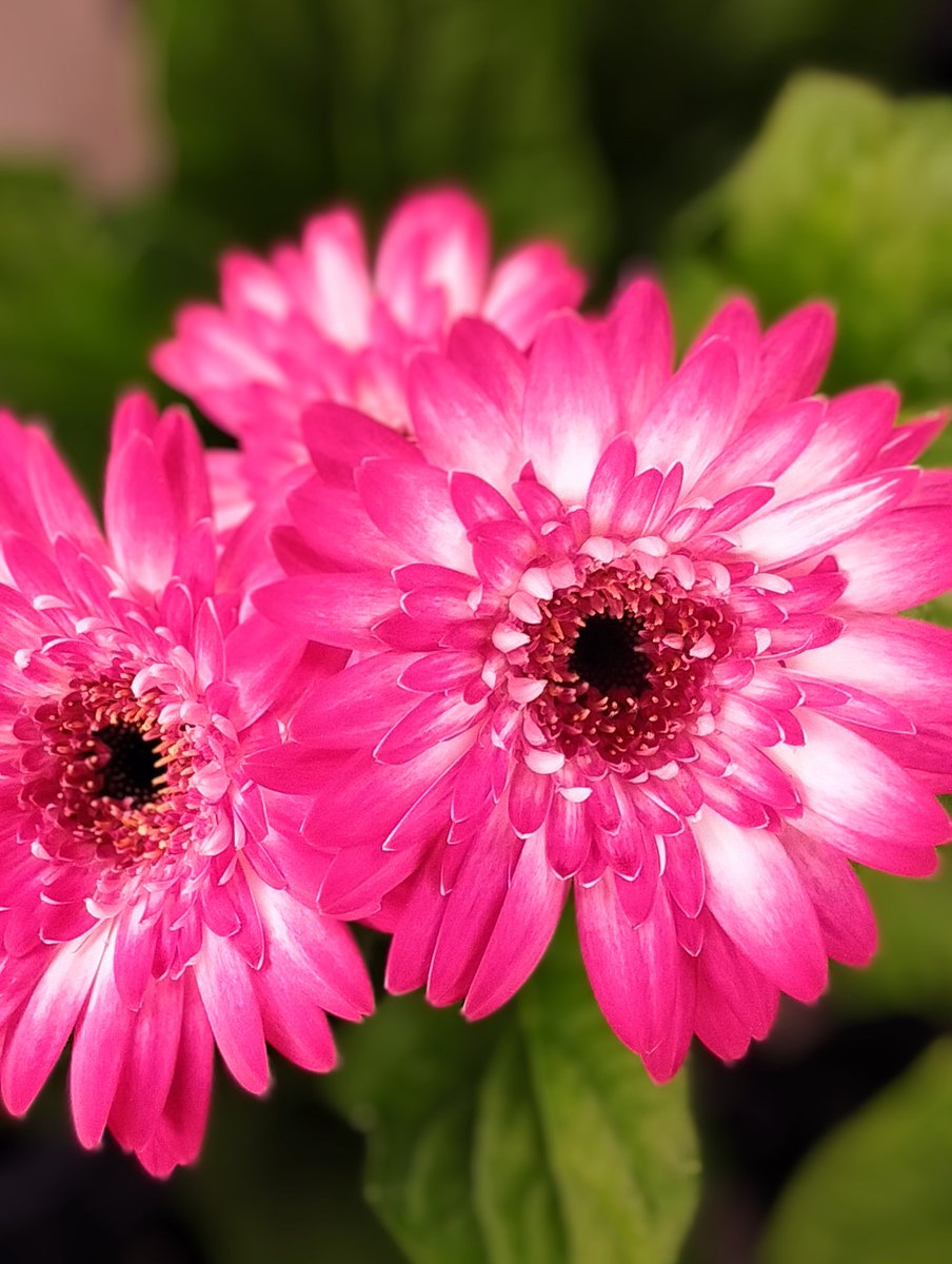 Xyzcjv4yayZtdJt's tweet image. おはようございます⏰☀️𓈒𓂂𓏸
土曜日の朝ですね🌸素敵な週末を
お過ごし下さいね☺️💞