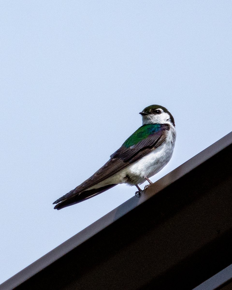 Ice_calibr29's tweet photo. Happy Friday!! I finally got some close up shots of the violet-green swallows this morning. These birds fly very erratically, so its quite challenging to photography. Luckily one perched on a roof! #birdsofBC #naturephotography https://t.co/kqvcjlBDAX