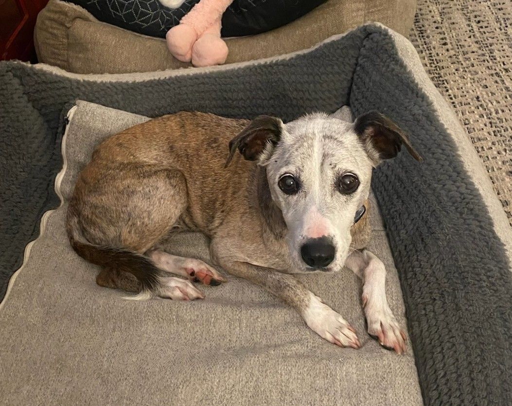 GaltxOrg's tweet image. Help us welcome Jez to the GALT family! Jez is a 12 year old, 25 lb Whippet mix. We have conflicting heartworm tests from animal services. We will get her fully tested at our vet next week. Watch for her to be adoptable as soon as we address her medical needs.  #WhippetMix