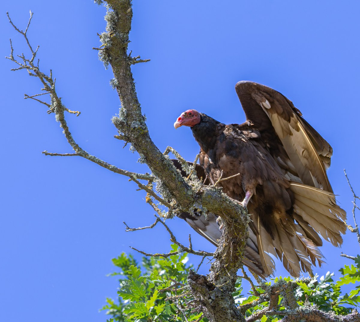 A study of 1,376 different scavenger species finds that 36% are listed as threatened or show declining populations. Robust populations of large scavengers can help stop the spread of zoonotic disease by quickly cleaning up carcasses. In PNAS: ow.ly/eNYC50We2HK