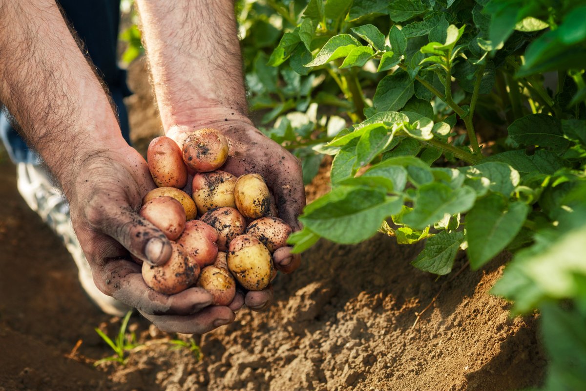 Dry packing new potatoes offers a beautiful way to preserve the unique flavor of your garden’s bounty. Learn more about preserving new potatoes and how curing is not required. Fun ideas on how to cook with your dry packed new potatoes in this fun article.

canningdiva.com/recipes/dry-pa…