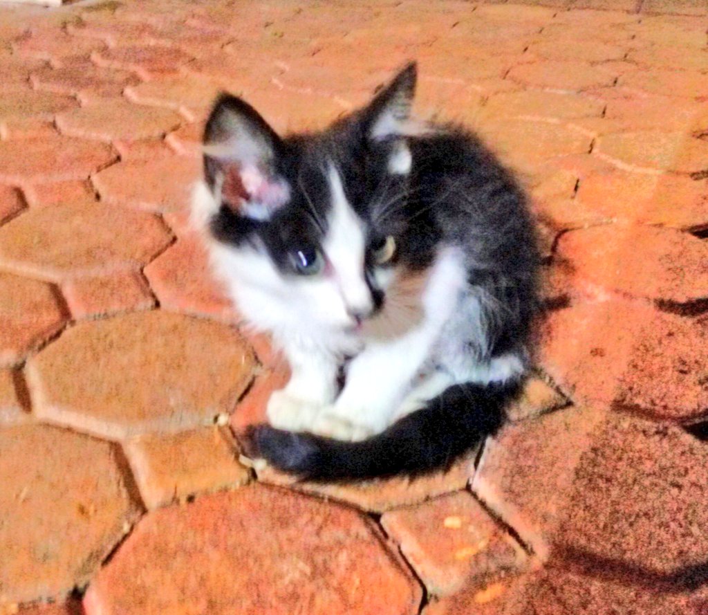 MCrisCardena's tweet photo. @Willow_Fens #PAPI my Norwegian Forest TUXIE is 6 yrs 1 mn old ❣️ June 19, 2019, Wednesday at 1:30 AM he came to my driveway crying, wet and hungry
and he adopted me❣️🙆🏻🐈⬛🩷🐈🩷🐈⬛🐾 #GOTCHADAY #FIRSTPICTURE📸 https://t.co/tbJJL6zYzw
