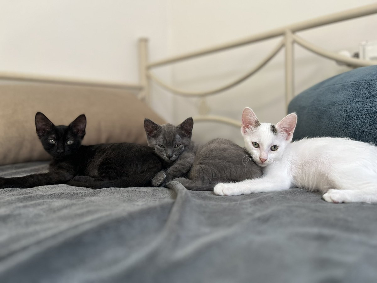 друзья у нас все ещё не забрали котят объясните мне почему вы их вообще видели нет???