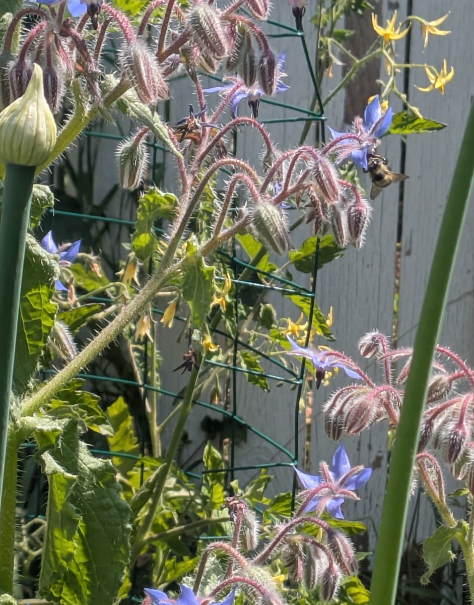 Apologies but I'll be taking today off. Kiddo is full teething and DomesticWife needs extra help today. So I gotta be a good dad &amp; help out the Creature!

See ya tomorrow for Still Wakes the Deep DLC! Here's a honey bee enjoying my pollinator attracting flowers to make up for it!