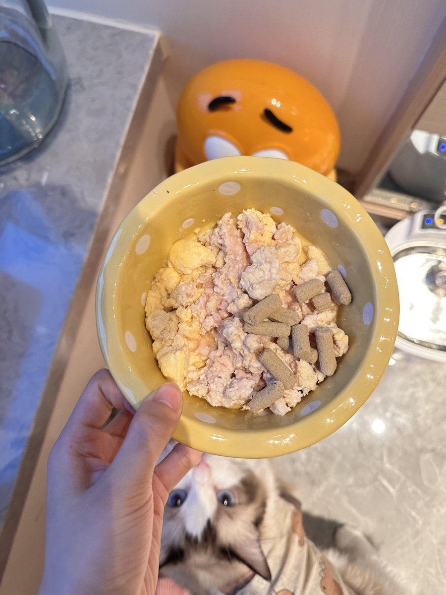 キャットフード🫶🏻🥣
あなたの猫は何を食べていますか？