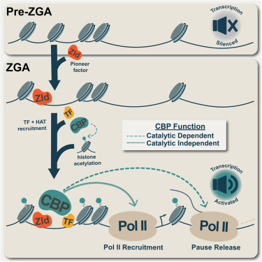 MolecularCell's tweet photo. Catalytic-dependent and independent functions of the histone acetyltransferase CBP promote pioneer-factor-mediated zygotic genome activation https://t.co/zwElJrqLX0 https://t.co/9ww4CegtgV