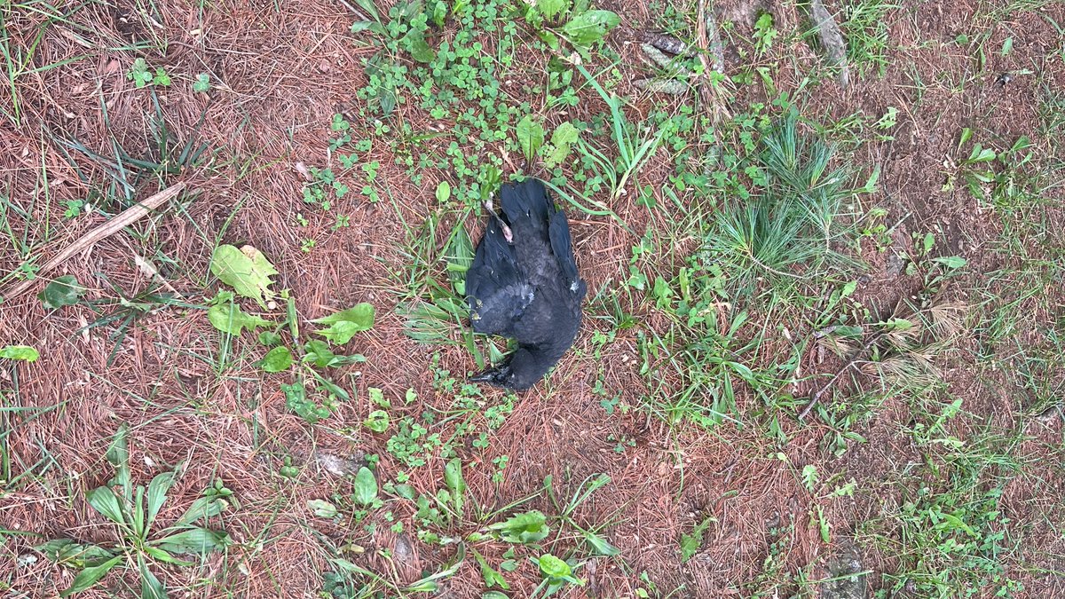 eternalist tweet media