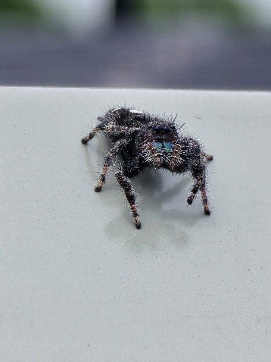 Had a friend watching me repair an HVAC unit today! 

I don't like all spiders, but jumping spiders are awesome!