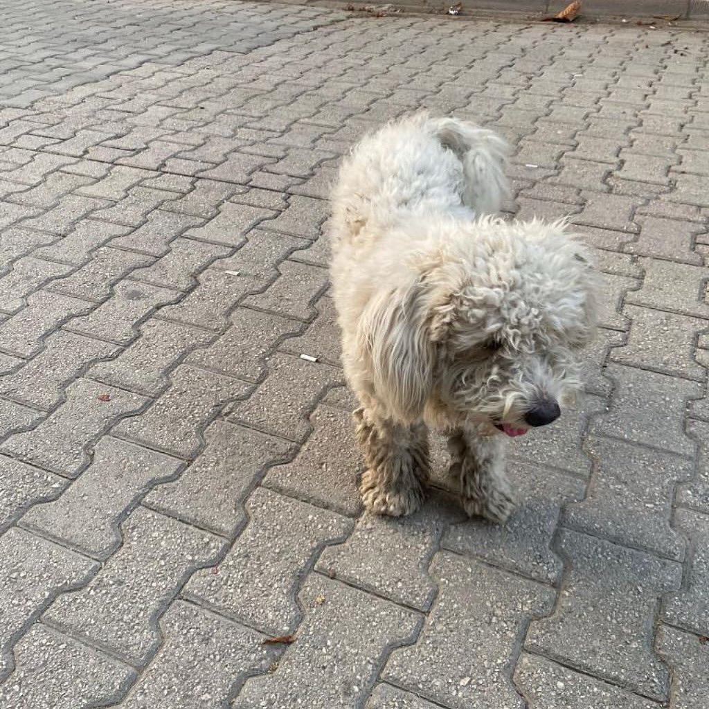 Komşumuz bakamadığı için sokağa bıraktı malesef Adana 

İnstagram @tr.e.mmrrtt 

#SokakHayvanlarıSahipsizDeğil