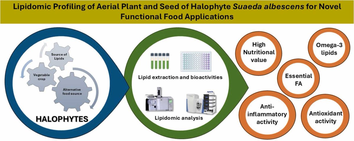 MBARG_CESAM's tweet image. Our researchers 👩‍🔬published a study that aimed to characterize the #lipidome of the mature and green aerial parts 🌿, as well as seeds 🟤 of #Suaeda albescens, and evaluate the #bioactivity of their lipid extracts.
doi.org/10.1016/j.jfca…
#cesam_univ
@cesam_univ
@ElsevierConnect