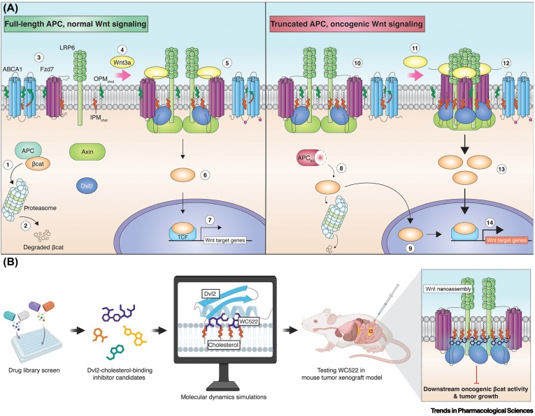 TrendsinPharma's tweet image. Targeting plasma membrane cholesterol as a novel anticancer therapy dlvr.it/TLT5gy