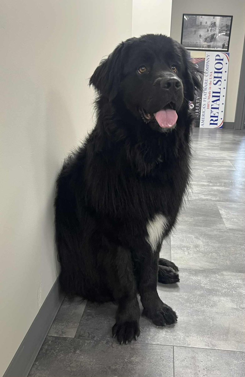LibertyTabletop's tweet image. Happy #NationalTakeYourDogToWorkDay! 🐾
For us, it’s basically every day—our furry friends love stopping by the factory! 🐶💕 We even designed a flatware pattern inspired by them. 😉🍴 ▶️ libertytabletop.com/product/oliver…
#DogLovers #MadeInUSA #LibertyTabletop #DogsAtWork