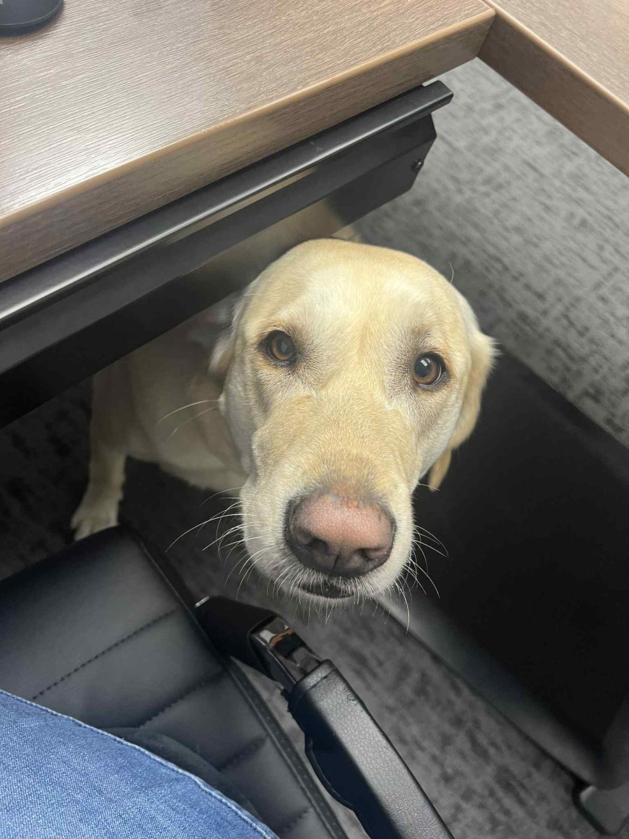 LibertyTabletop's tweet image. Happy #NationalTakeYourDogToWorkDay! 🐾
For us, it’s basically every day—our furry friends love stopping by the factory! 🐶💕 We even designed a flatware pattern inspired by them. 😉🍴 ▶️ libertytabletop.com/product/oliver…
#DogLovers #MadeInUSA #LibertyTabletop #DogsAtWork