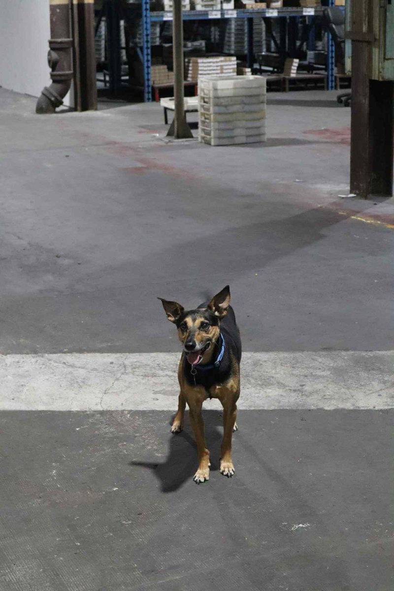 LibertyTabletop's tweet image. Happy #NationalTakeYourDogToWorkDay! 🐾
For us, it’s basically every day—our furry friends love stopping by the factory! 🐶💕 We even designed a flatware pattern inspired by them. 😉🍴 ▶️ libertytabletop.com/product/oliver…
#DogLovers #MadeInUSA #LibertyTabletop #DogsAtWork
