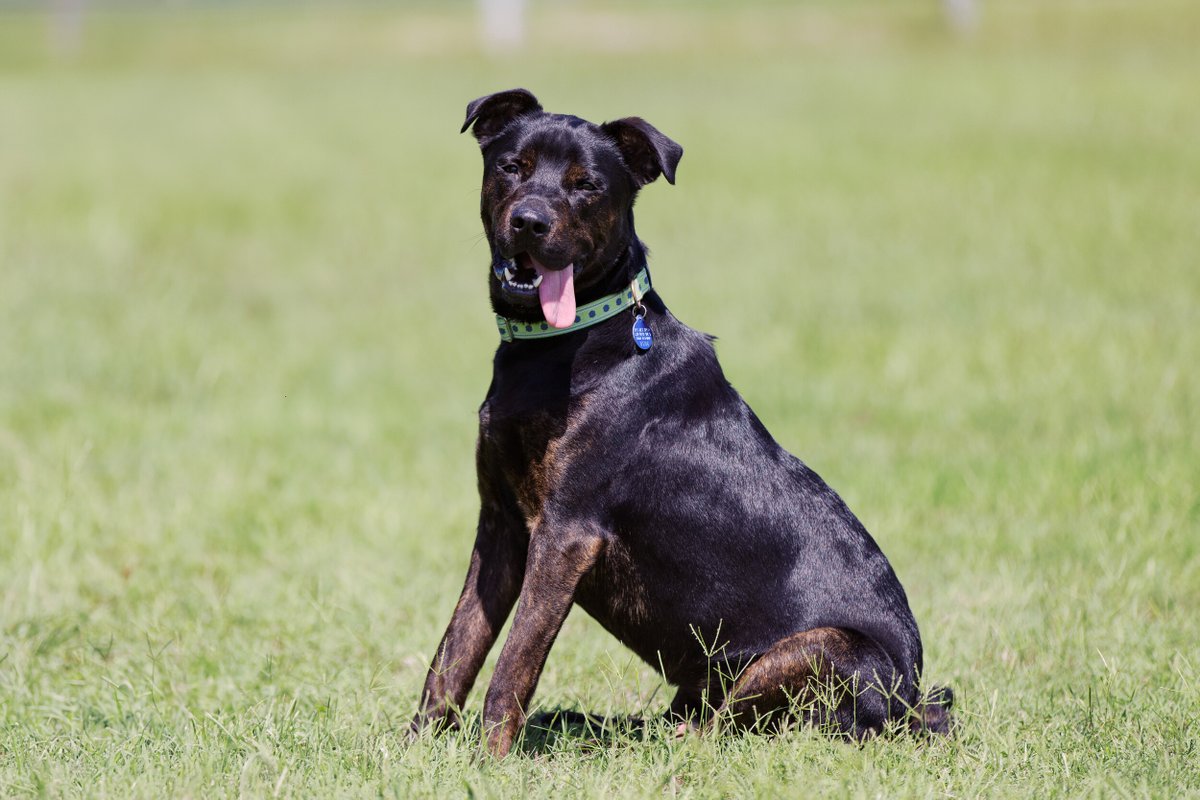 ACC District 🦇 (@accdistrict) on Twitter photo The Summer 2025 ACC pets are ready to meet you! 🐈🐕 Inquire about meeting or adopting by emailing accvtpets-group@austincc.edu and find a full list of pets at austincc.edu/pets. The Summer 2025 ACC pets are ready to meet you! 🐈🐕 Inquire about meeting or adopting by emailing accvtpets-group@austincc.edu and find a full list of pets at austincc.edu/pets.
