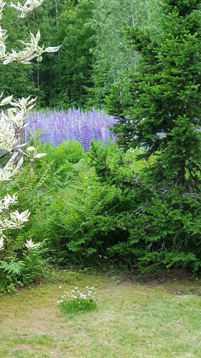 Happy midsummer eve everypawdy! We've had a lovely sunny day here in 🇫🇮 we've had treats and long naps. Now it's about 10:15 pm and it was raining a little, the scent is amazing. Have a pawsome weekend furriends. ❤️ #CatsOfTwitter #CatsOnTwitter #Midsummer