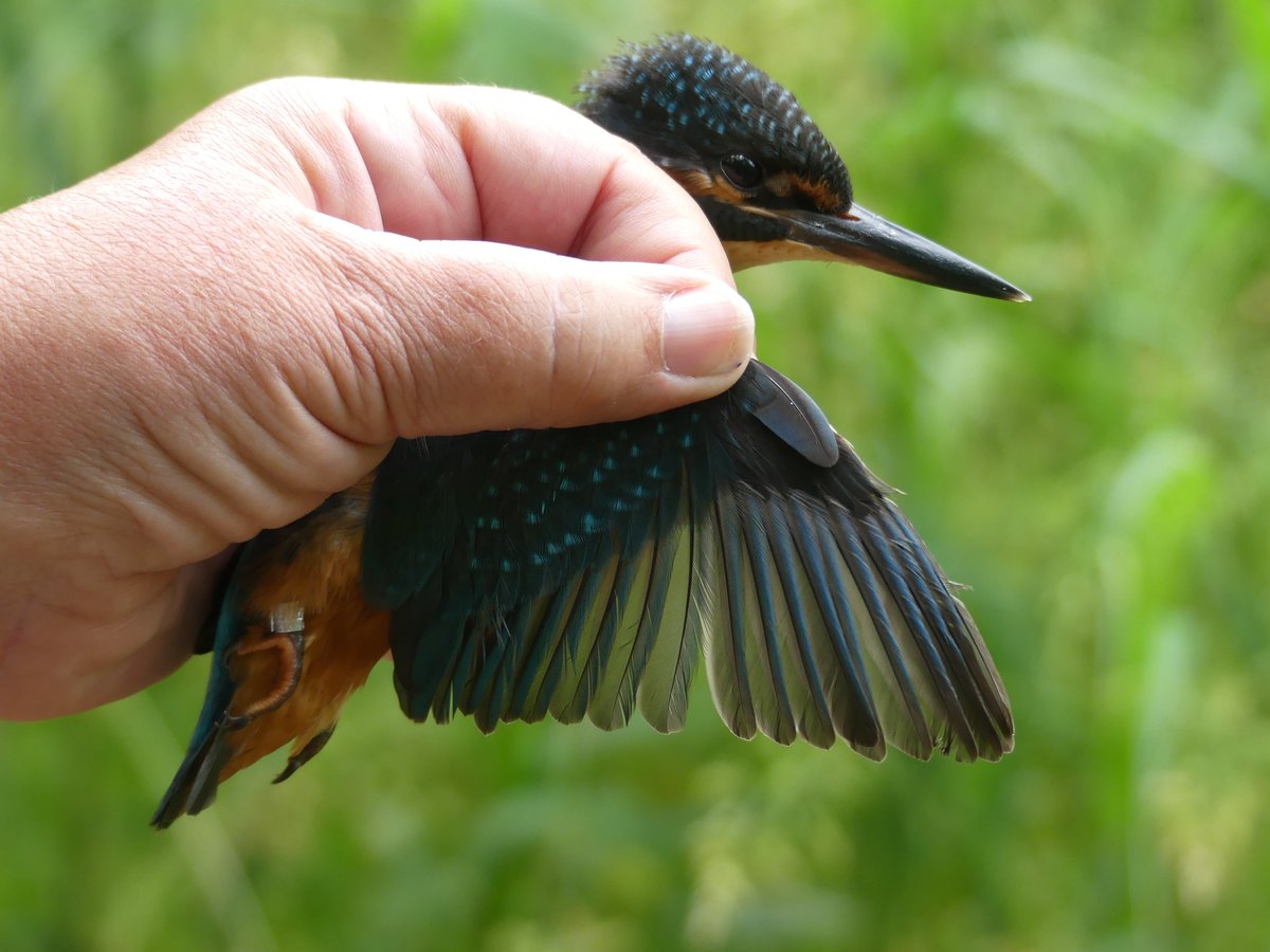 BirdIceni's tweet image. Monitoring Sculthorpe Moor today resulted in24 birds, first young Blackcap and Sedge Warbler, and proof that Grasshopper Warbler bred on site with a fresh juvenile too. Plus, another juvenile female Kingfisher. @sculthorpemoor @_BTO @wvbs1