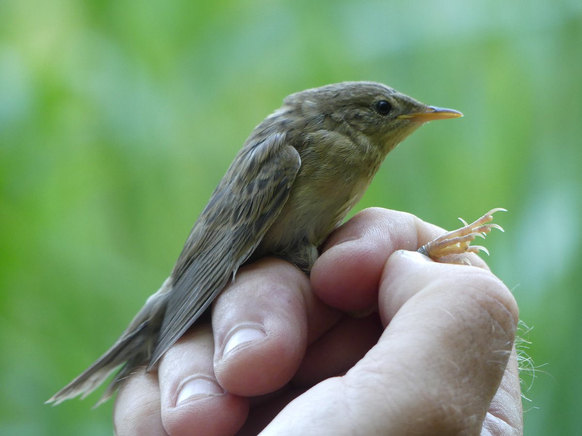BirdIceni's tweet image. Monitoring Sculthorpe Moor today resulted in24 birds, first young Blackcap and Sedge Warbler, and proof that Grasshopper Warbler bred on site with a fresh juvenile too. Plus, another juvenile female Kingfisher. @sculthorpemoor @_BTO @wvbs1