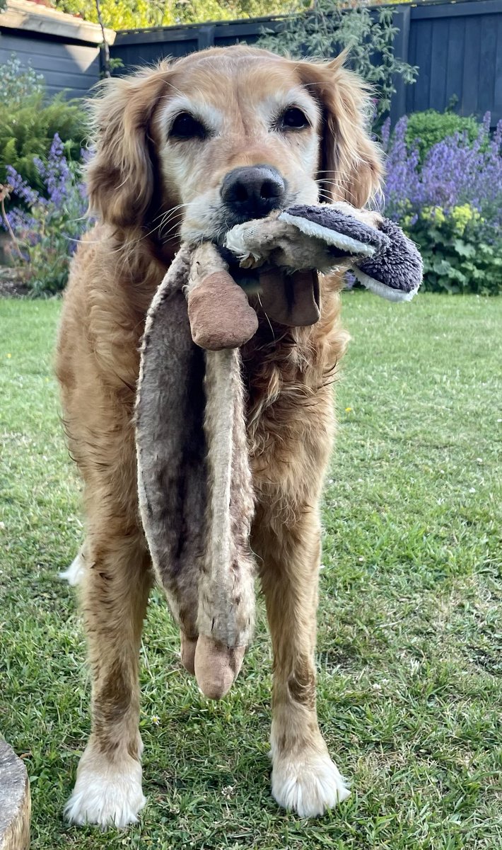 Mostly we will be playing with foxy this evening