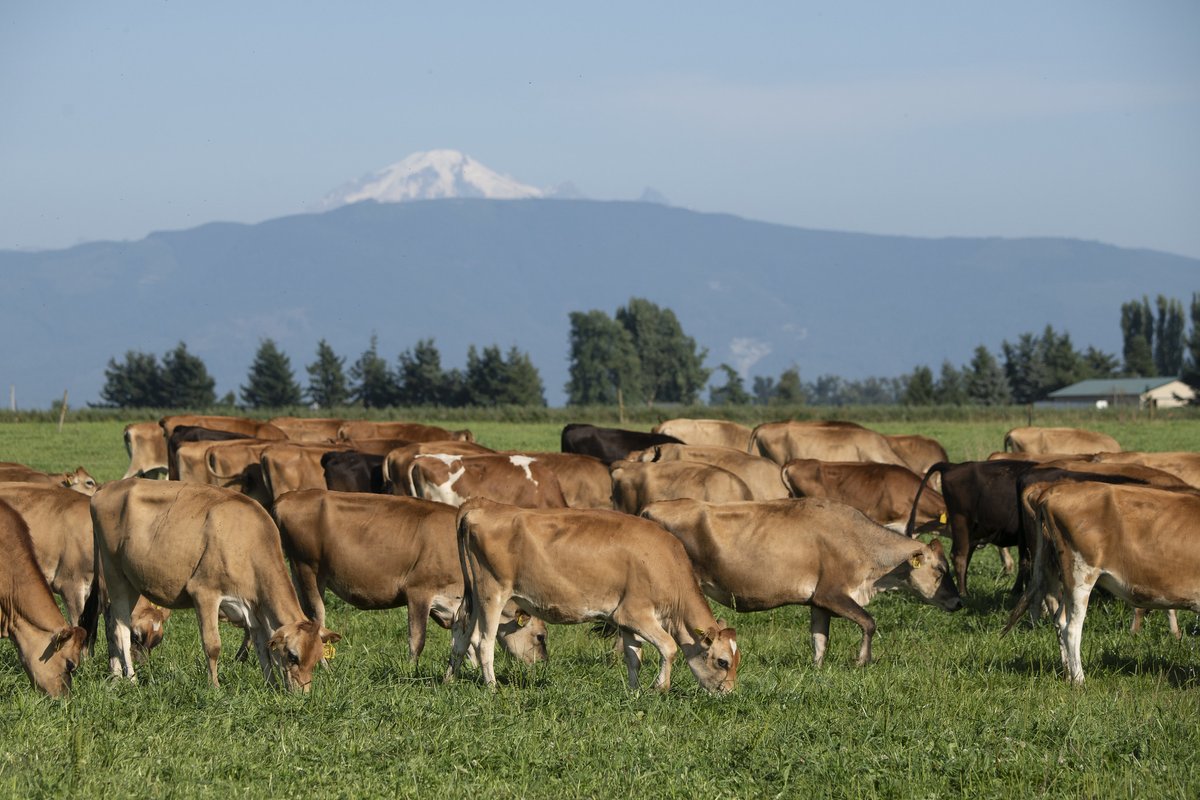Happy National Dairy Month. Whether your operation is big or small, milking cows or goats, we can help! We have assistance available to improve pastures, manage manure, protect heave-use areas and more. Reach out to your local service center to learn more. nrcs.usda.gov/contact/find-a…