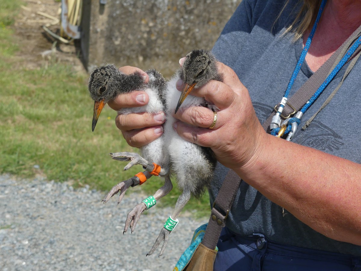 BirdIceni's tweet image. pm visit to the local Fakenham Water recycling plant to ring two Oystercatcher chicks - C14 & C15 hopefully to be seen on an estuary near you soon. @_BTO @wvbs1 @AnglianWater