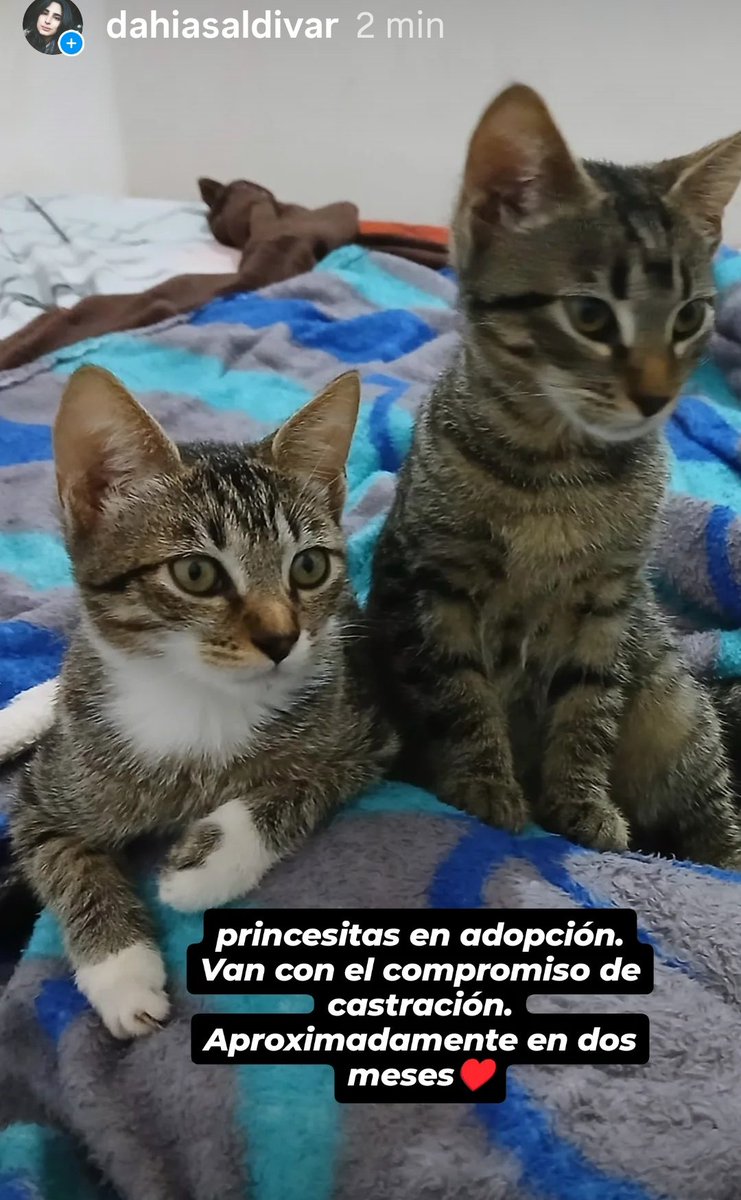 Me ayudan a llegar a las personas que puedan darles un buen hogar ?
<a href="/perdidospy/">Mascotas Perdidas Py 🇵🇾</a> <a href="/mascotitaspy/">Buscando a tu Mascota Py</a> <a href="/MarisLlorens/">Maris Llorens</a> <a href="/lari_riquelme/">Larissa Riquelme</a> <a href="/AdoptamePy/">Adoptame_py</a> <a href="/milibritez/">mili britez</a>