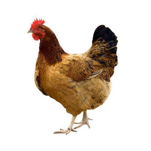 What do you call it in your language?

We call it "Nzamba".