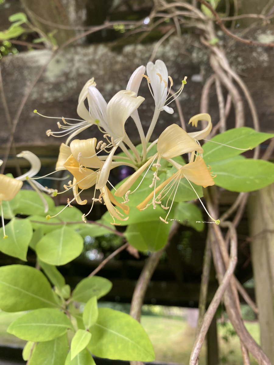 nepenthesVT's tweet photo. Quick! Who do these flowers belong to?!
First to comment the correct genus & common name gets a gold star π
βΏ βΏ
#caprifoliaceae #NepID #VTheorem https://t.co/dyDvRMda1u