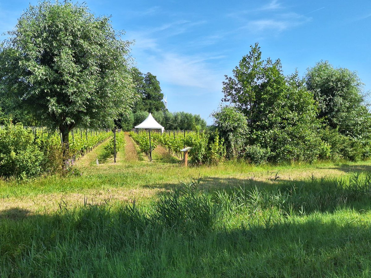 Sjaak Kruis (@wethsjaakkruis) on Twitter photo Een wandelroute, prachtige informatieborden, een nieuwe lekkere “Wilde Lieve”: de wilde wijngaard is een pareltje in het buitengebied van <a href="/gem_Lelystad/">Gemeente Lelystad</a> Een wandelroute, prachtige informatieborden, een nieuwe lekkere “Wilde Lieve”: de wilde wijngaard is een pareltje in het buitengebied van <a href="/gem_Lelystad/">Gemeente Lelystad</a>