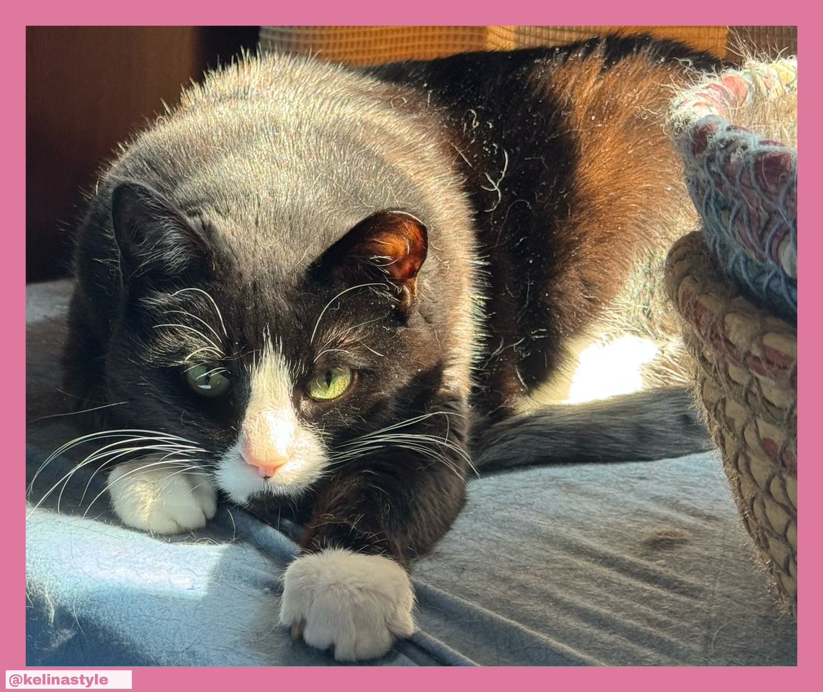 Kelina Style (@kelinastyle) on Twitter photo 