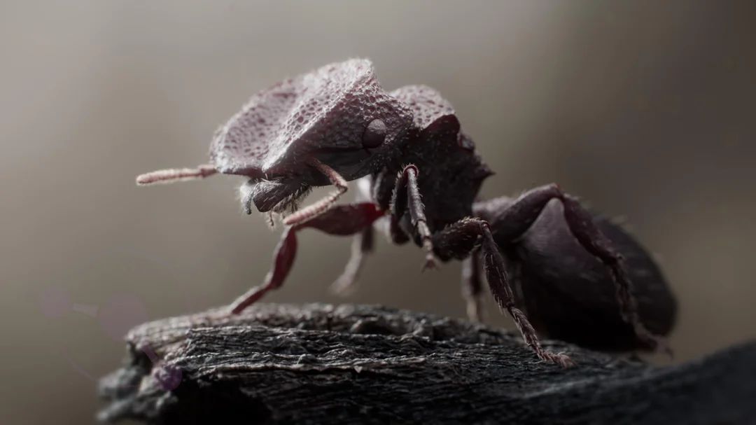 maxonredshift's tweet image. Turtle Ant (Cephalotes Rohweri) study by Jeremy Miller. 🐜
👉 jeremycmiller.com
#Maxon #Redshift3d #Zbrush #madewithsubstance #adsk
