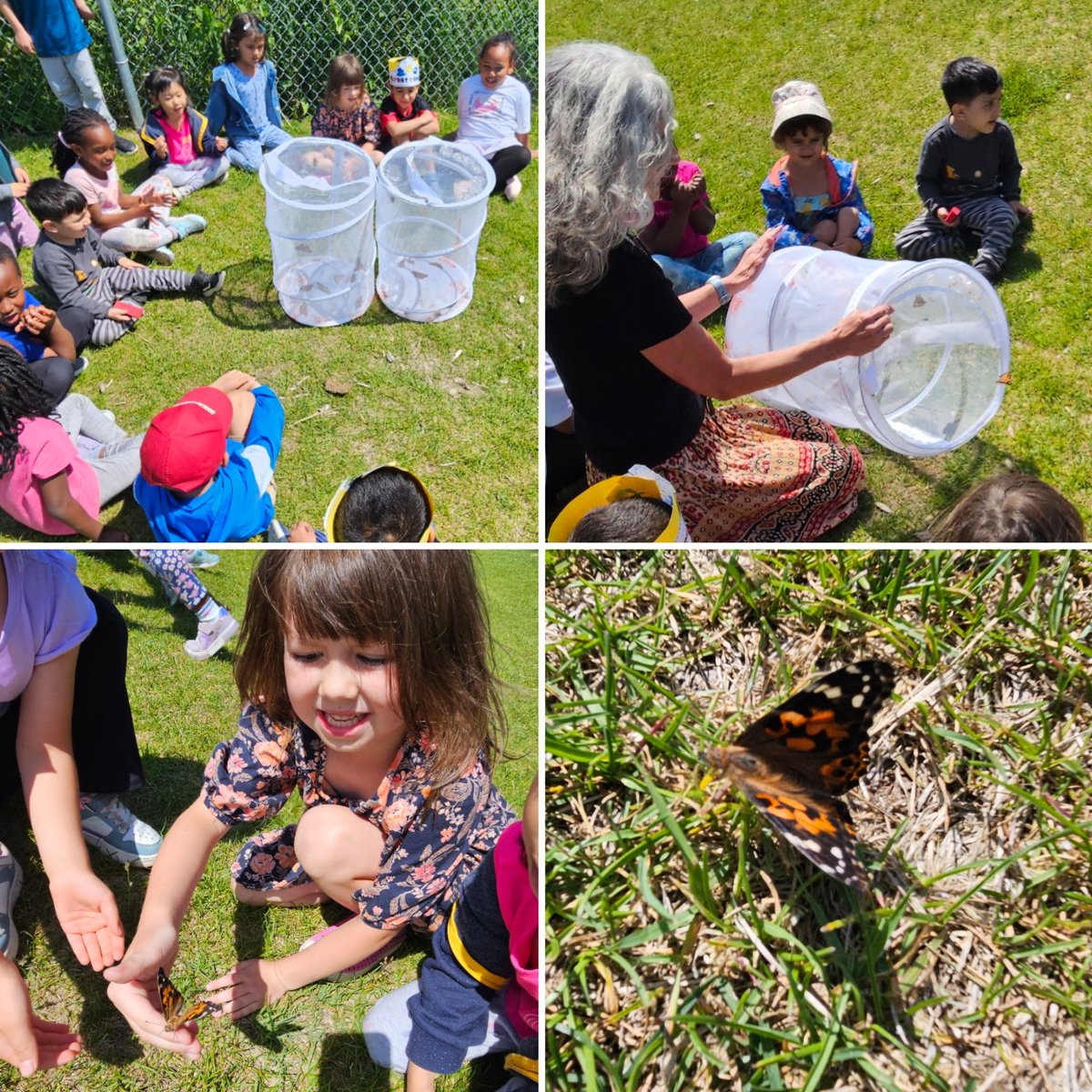 C'est l'été! Happy Summer Solstice! ☀️ To celebrate, we released our butterflies. As they flew away, we sang, "Vole, vole, vole papillon!" <a href="/StVeronicaOCSB/">St. Veronica OCSB</a> #ocsbBonjour #SummerSolstice