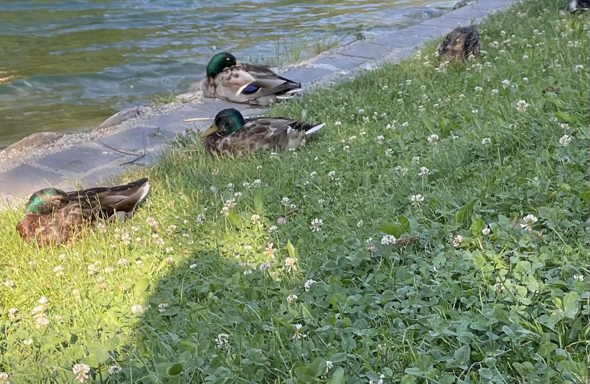 nishimsa's tweet photo. #afterworkswim 👙🏊🏼‍♀️🦆 https://t.co/Rdb8SCVwLx