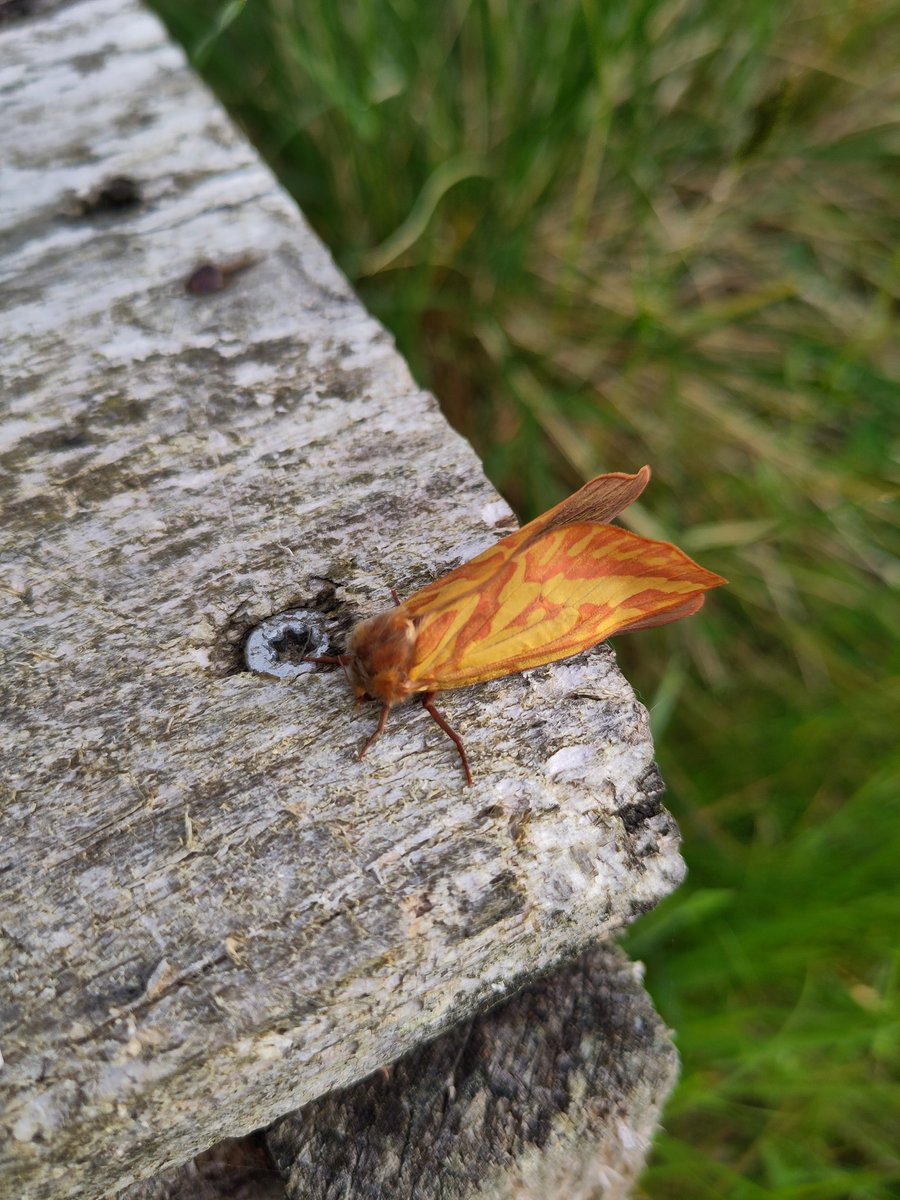 Rogart: Solstice eve. A day where sheep sought shade. Now it is grey &amp; breezy. I brought a newly hatched ghost moth inside so she wouldn't be eaten by hens. I watched her unfurl. Recently I have found lots of white wings in the hay park (the males are white &amp; fly in groups)...