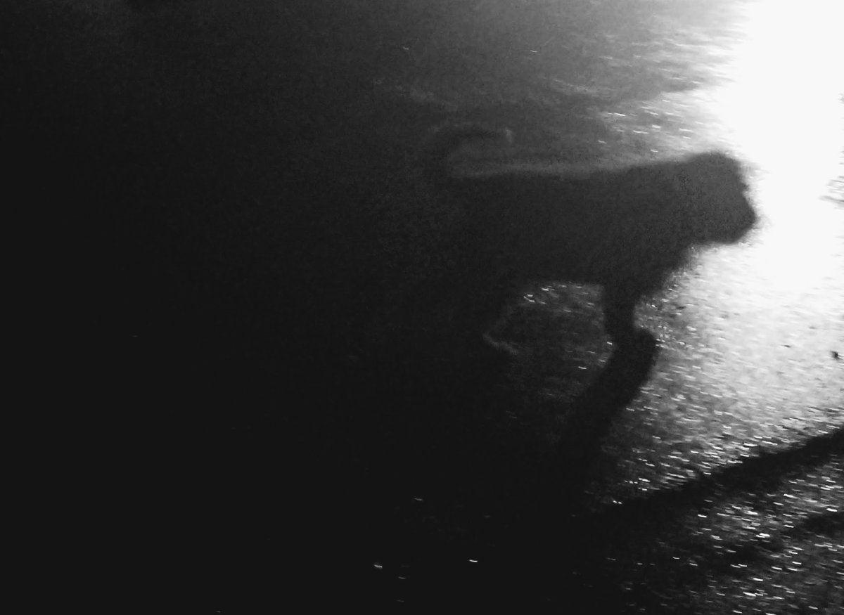 murkbone's tweet image. black dog