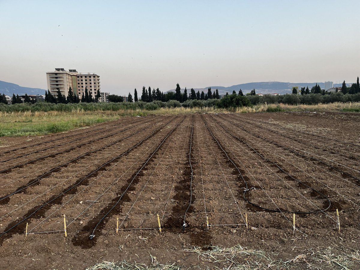 Deniz İştipliler (@denizistipliler) on Twitter photo After adressing the issues on land and personnel availability, the seeds of Wisconsin Diversity (Widiv) panel are finally in the ground🌽. What a nice team; Fatma (<a href="/Fatmanci/">Fatma İnci</a>), Cavid, Hatice (@Hatice_tugcu) 🙏 After adressing the issues on land and personnel availability, the seeds of Wisconsin Diversity (Widiv) panel are finally in the ground🌽. What a nice team; Fatma (<a href="/Fatmanci/">Fatma İnci</a>), Cavid, Hatice (@Hatice_tugcu) 🙏