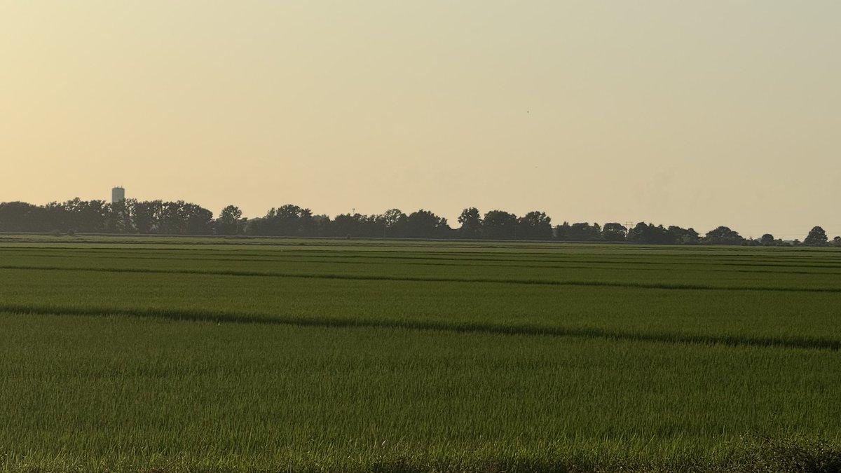 Arkansas Rice Update
6-20-25
arkansascrops.uada.edu/posts/crops/ri…

Blast, rice growth staging, progress, &amp; markets.