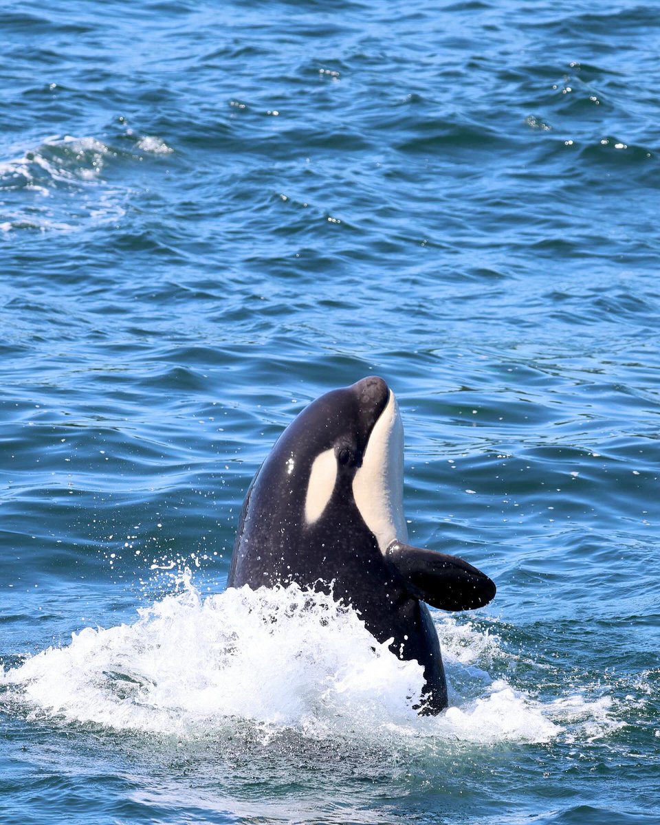 ThePWWA's tweet image. π₯Ή This boopable snoot (technical term) belongs to Bigg's killer whale T34A2 "Amaru", born last year.
π·: Serena Morrow, @sanjuanwhales