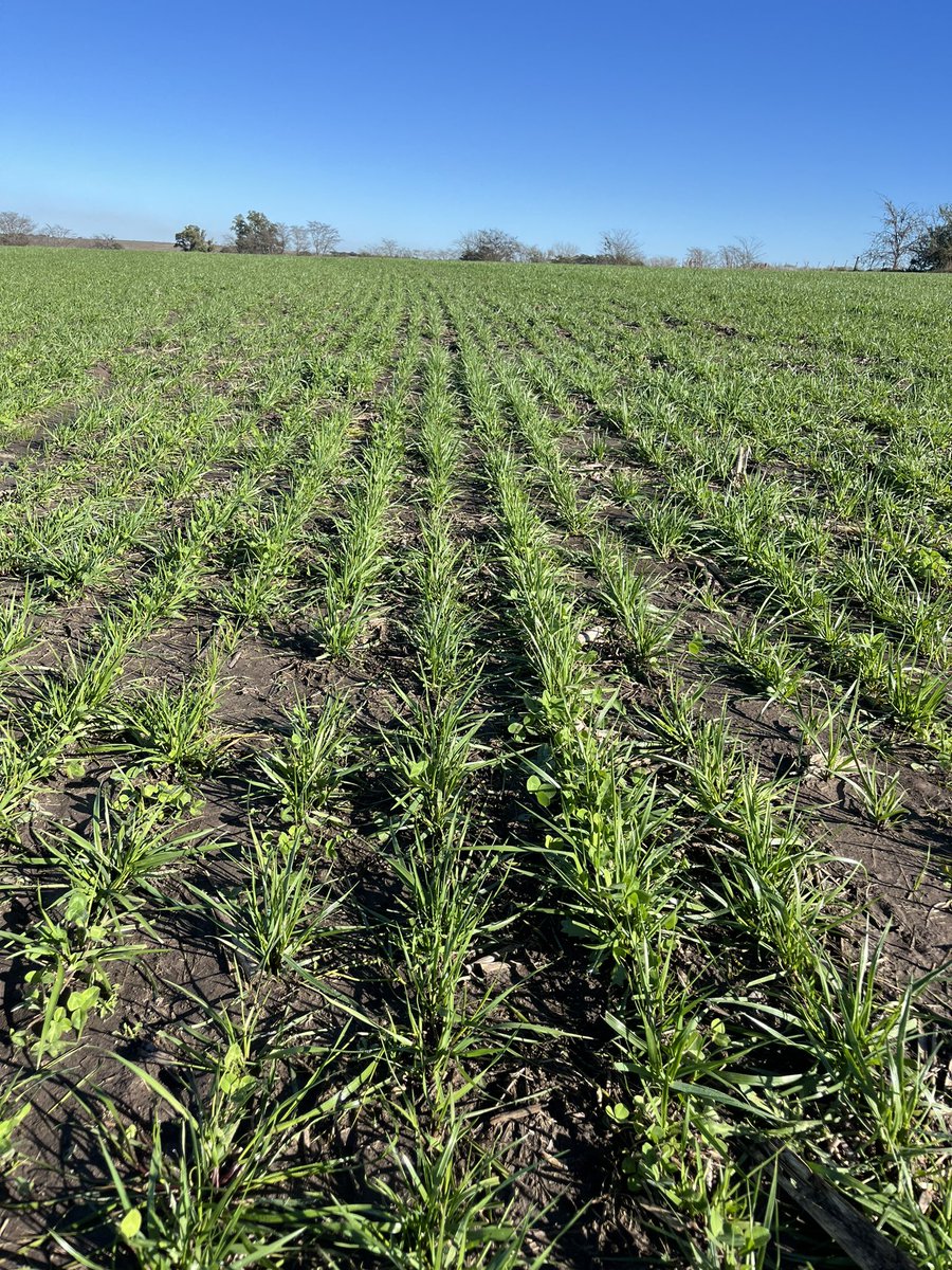 Festuca Cuaró+TB+Lotus SG sembrada el 14/4 en Paysandu.