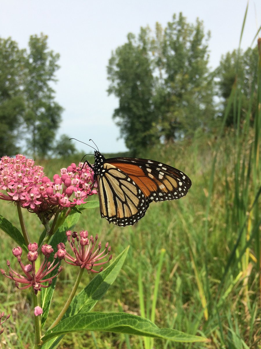 ComEd (@comed) on Twitter photo Through a voluntary agreement with the <a href="/USFWS/">U.S. Fish and Wildlife Service</a>, we’re participating in habitat conservation to improve ecosystems designated for the endangered Monarch Butterfly. 🦋 Our contributions include expanding the number of acres in the program, habitat monitoring, & planting milkweed. Through a voluntary agreement with the <a href="/USFWS/">U.S. Fish and Wildlife Service</a>, we’re participating in habitat conservation to improve ecosystems designated for the endangered Monarch Butterfly. 🦋 Our contributions include expanding the number of acres in the program, habitat monitoring, & planting milkweed.