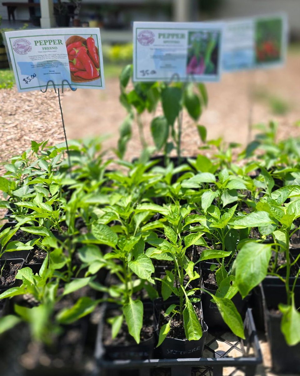 🚜 HUGE WEEKEND PLANT SALE!🌱

Grow your garden for less! This weekend only, snag starter plants for just $1-$2 at our Farmstand! 

🍅 Tomatoes
🌶️ Peppers
🍓 Strawberries
...and more!