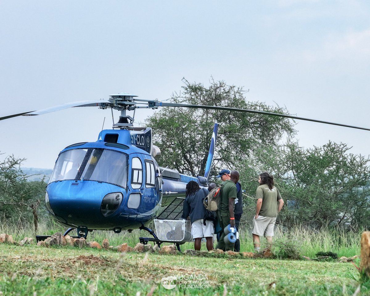 UgandaCF's tweet photo. The collaring operation in Kidepo Valley National Park is now fully underway and we’ve successfully collared seven elephants.
1/4
#WildlifeConservation #KidepoValleyNationalPark #KidepoValley #ConservationInAction #UgandaCF #ElephantConservation #ConservationTechnology #TechnologyInConservation #NaturAfrica #UWA #HumanWildlifeCoexistence #HumanWildlifeConflict