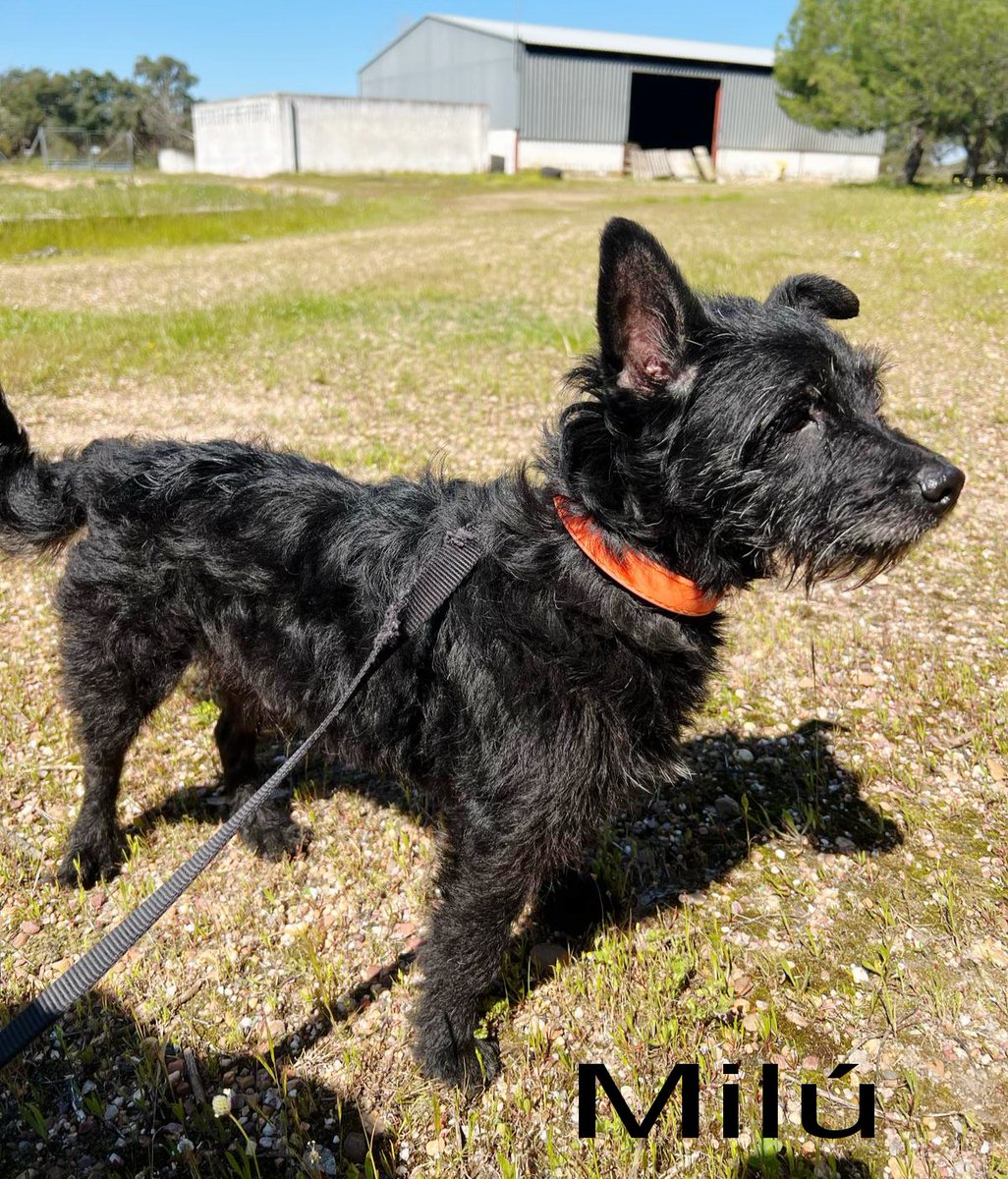 MUY URGENTE!!!!
Nos equivocamos dando a Milú a quien no lo merece...
Lo sacamos de la perrera después de que lo abandonaran allí siendo un abuelo..
Se encuentra en Zafra, tamaño pequeño 5/6 kg.
 PAGAMOS SUS GASTOS 

POR FAVOR 
TF CONTACTO ☎️ 693219050  ( solo wuasap)