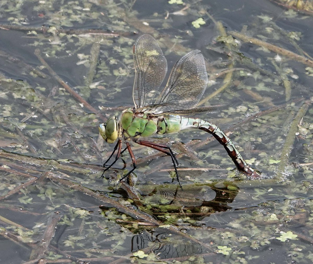 Alan Brown tweet media