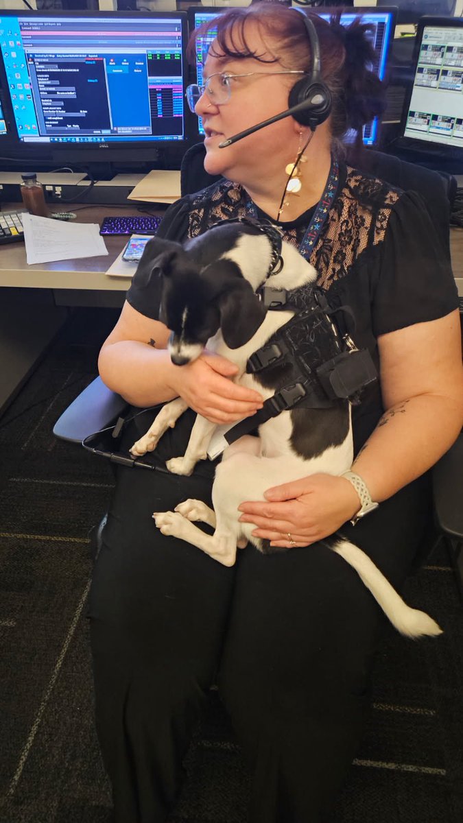 Surprise_PD's tweet image. 🐾 It’s Take Your Dog to work day and guess who never misses a shift? Kismet, Officer Scott’s four legged partner and SPD morale booster!
Adopted by Officer Scott, Kismet now serves as our beloved facility dog. Spreading smiles, helping reduce stress and reminding us that…