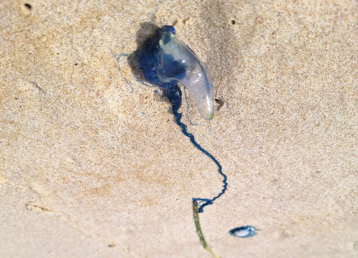 Jerome OLLIER https://jeromeollier.bsky.social/ (@jeromeollier) on Twitter photo The Portuguese man o' war includes four distinct species, new research reveals - <a href="/Griffith_Uni/">Griffith University</a>
news.griffith.edu.au/2025/06/20/not… The Portuguese man o' war includes four distinct species, new research reveals - <a href="/Griffith_Uni/">Griffith University</a>
news.griffith.edu.au/2025/06/20/not…